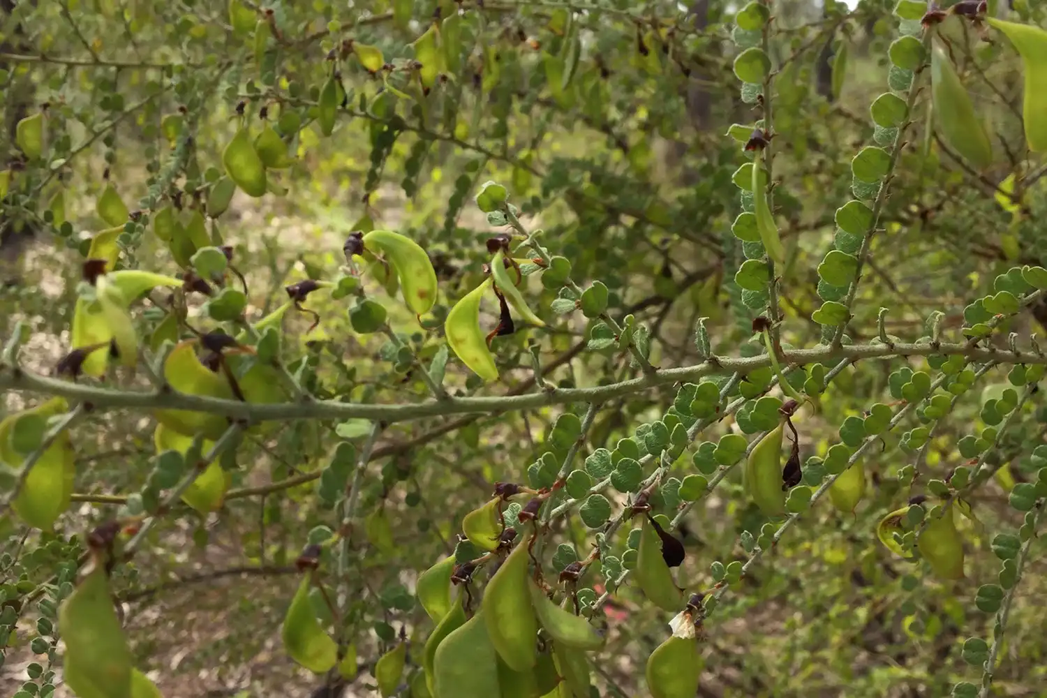 Ecological Surveys & Planning - Threatened Flora Research and Monitoring (Bossiaea oligosperma)