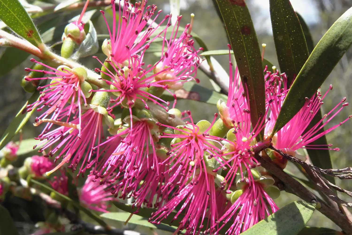 Ecological Surveys & Planning - What we do