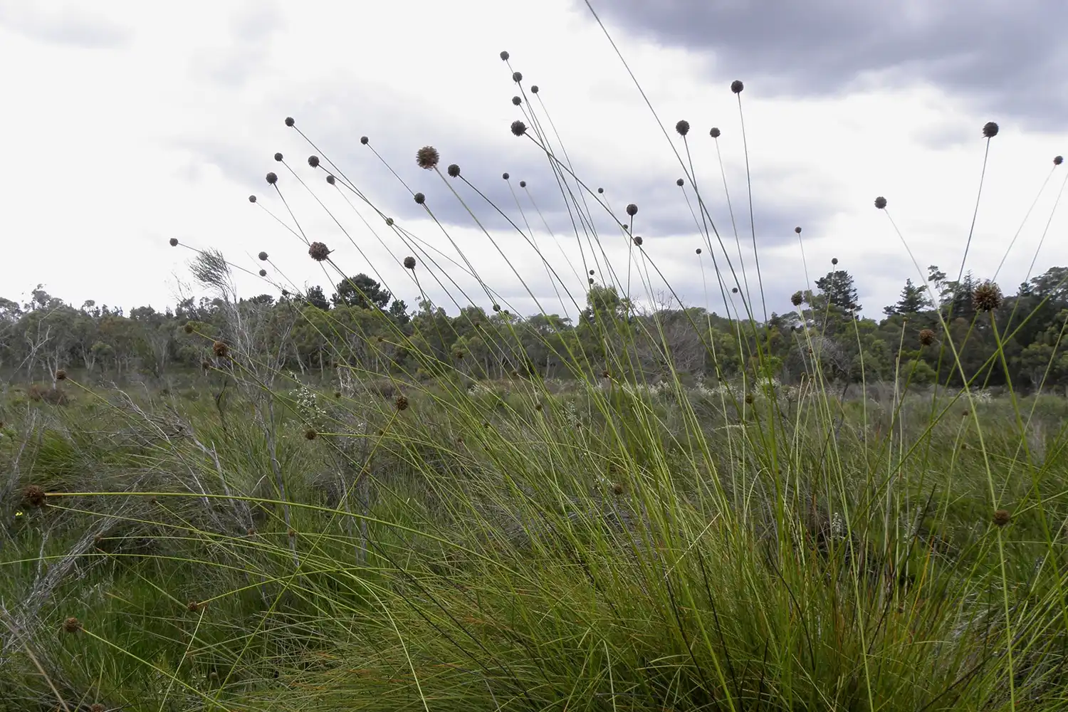 Ecological Surveys & Planning - What We Do