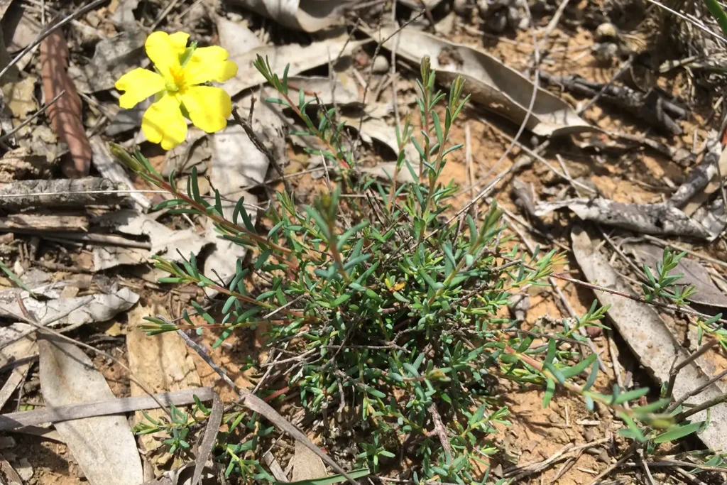 Ecological Surveys & Planning - Expert Witness for RAID Moorebank Inc. / Environmental Defenders Office