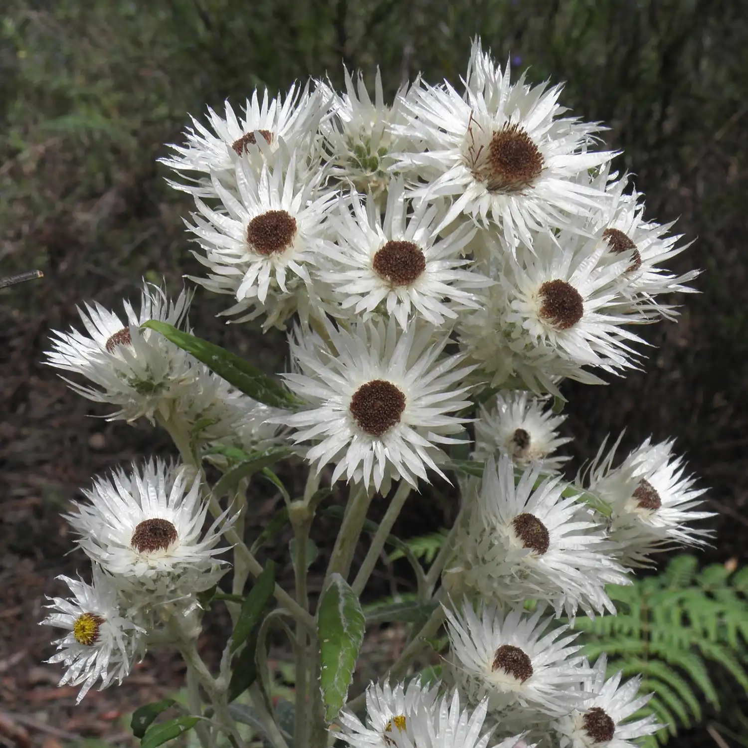 Ecological Surveys & Planning - Ethics and Practices