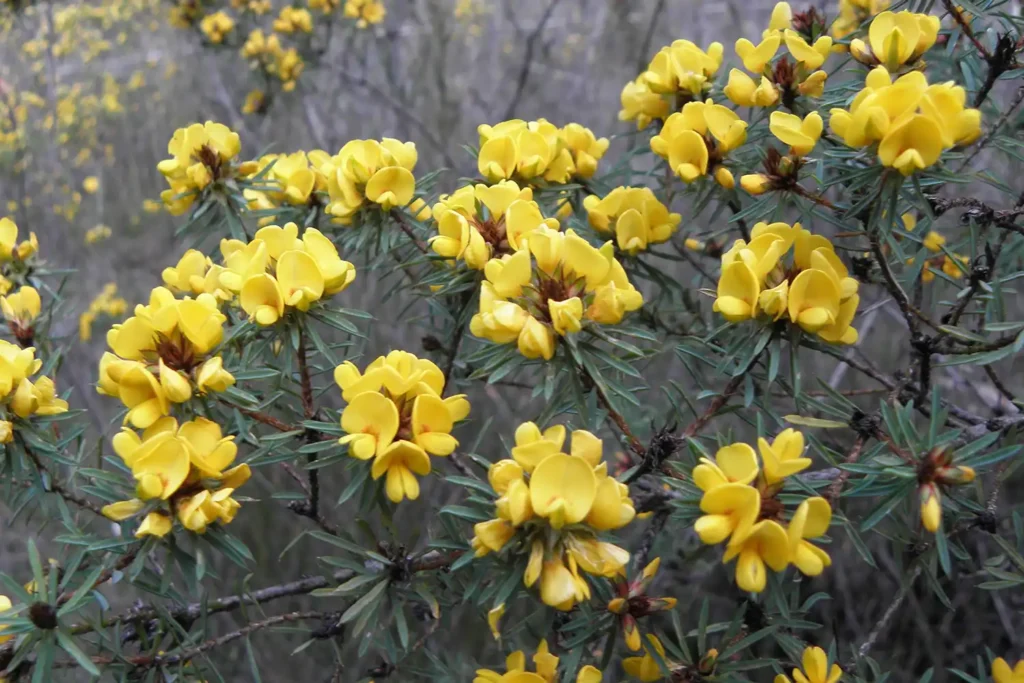 Ecological Surveys & Planning - Threatened Flora Research and Monitoring