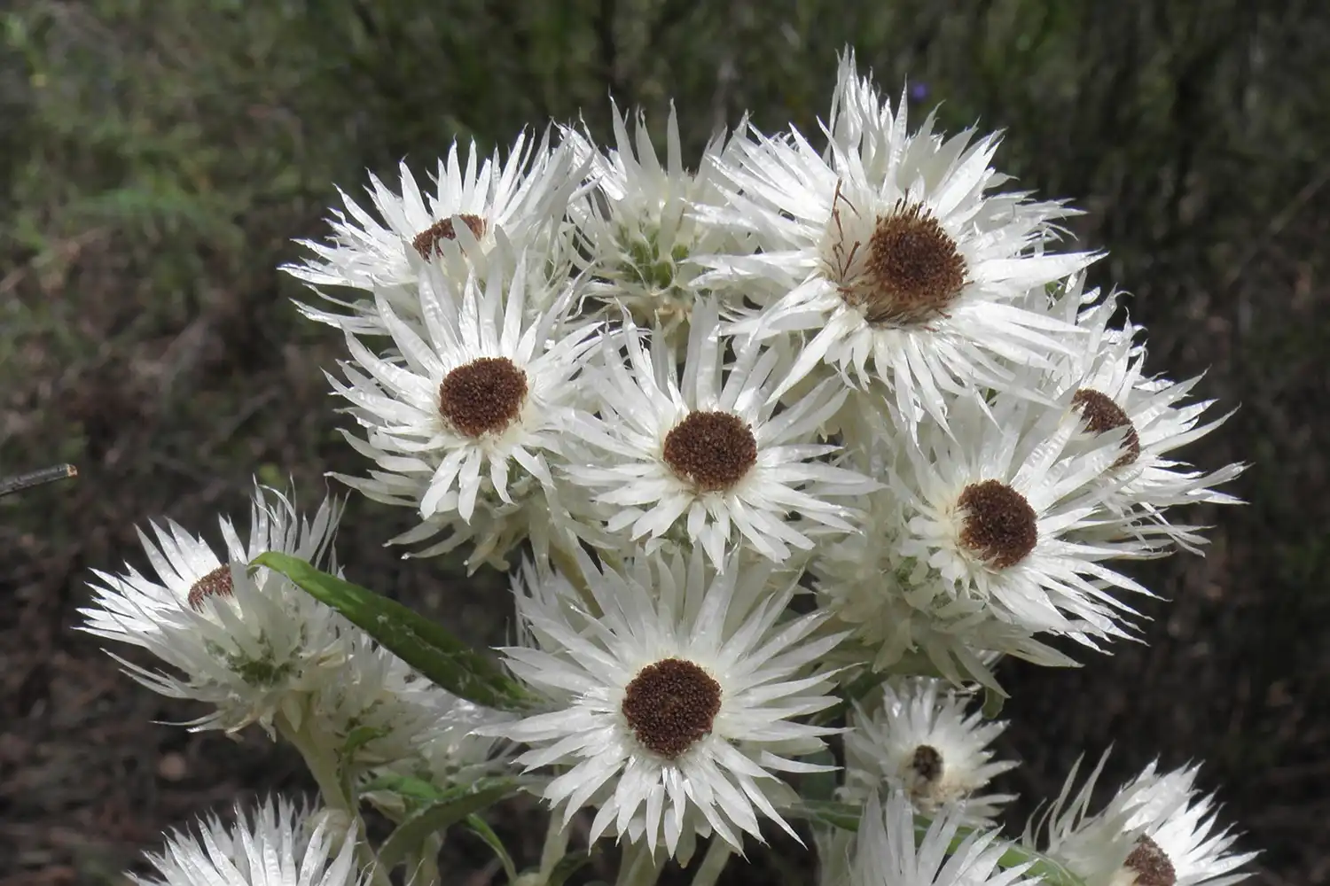 Ecological Surveys & Planning - Ethics & Practices