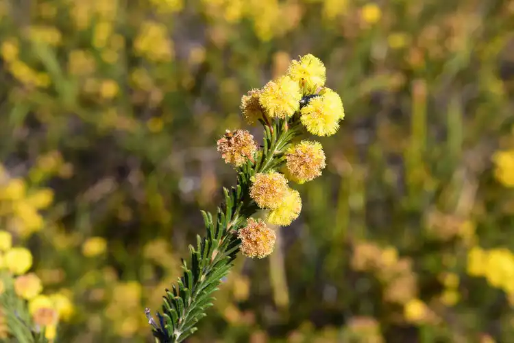 Ecological Surveys & Planning - How we work