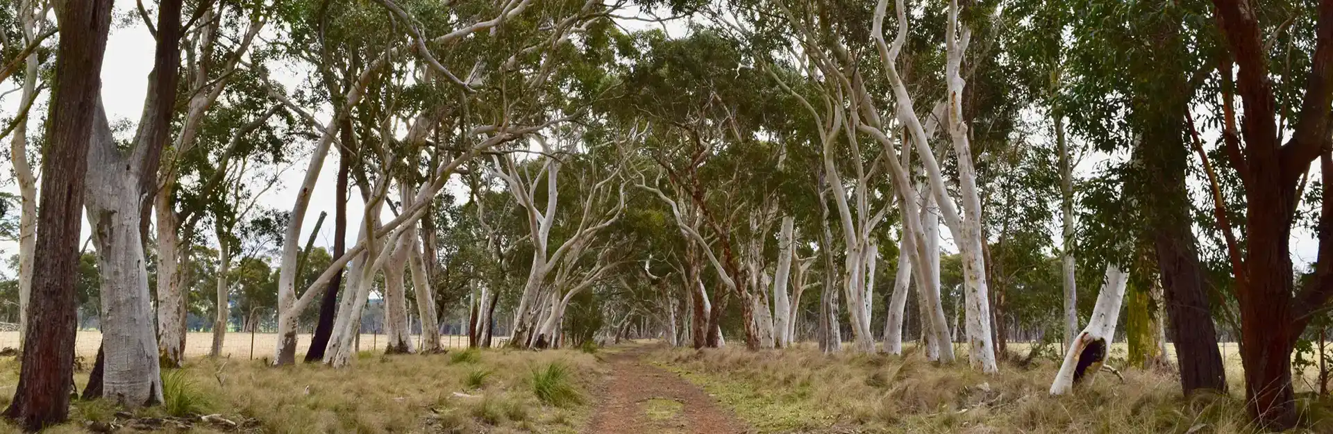 Ecological Surveys & Planning - Pre-purchase inspections