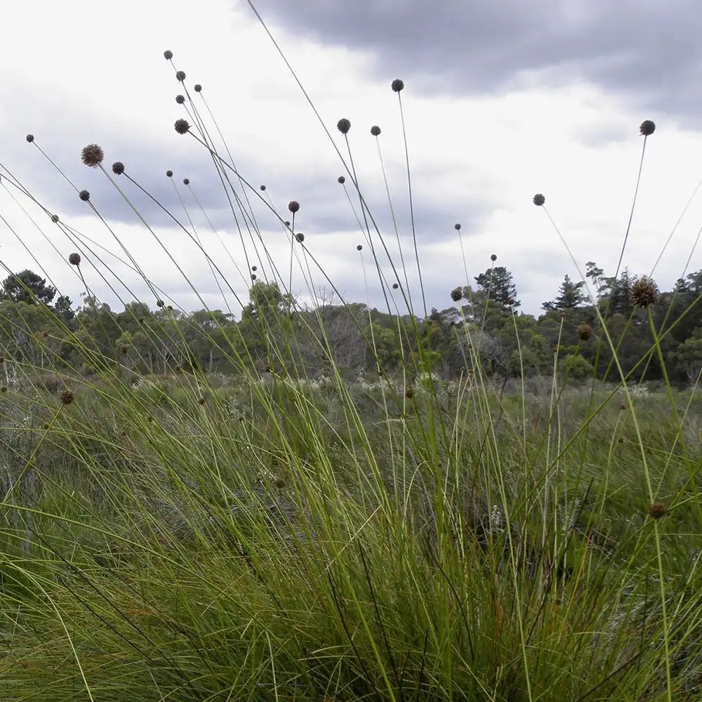 Ecological Surveys & Planning - Pre-purchase Inspections