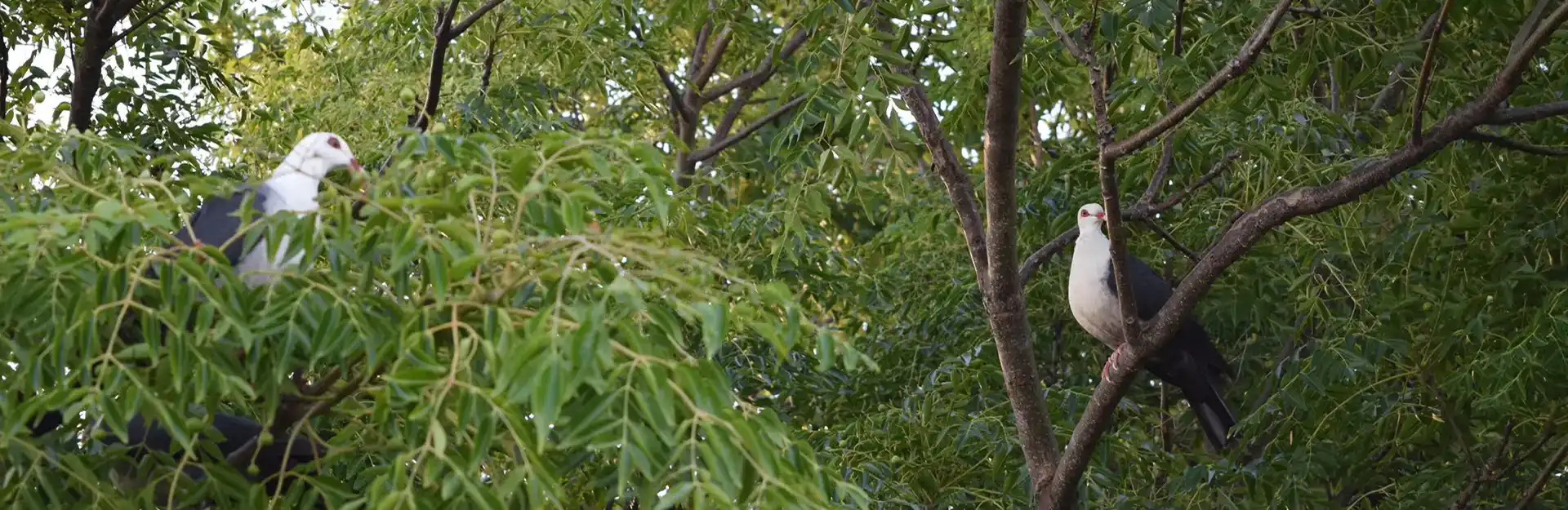 Ecological Surveys & Planning - Research