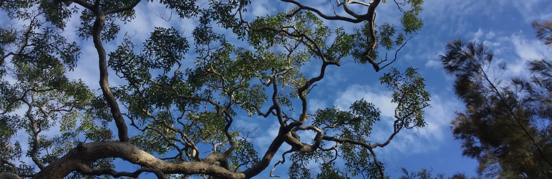 Ecological Surveys & Planning - Ethics & Practices