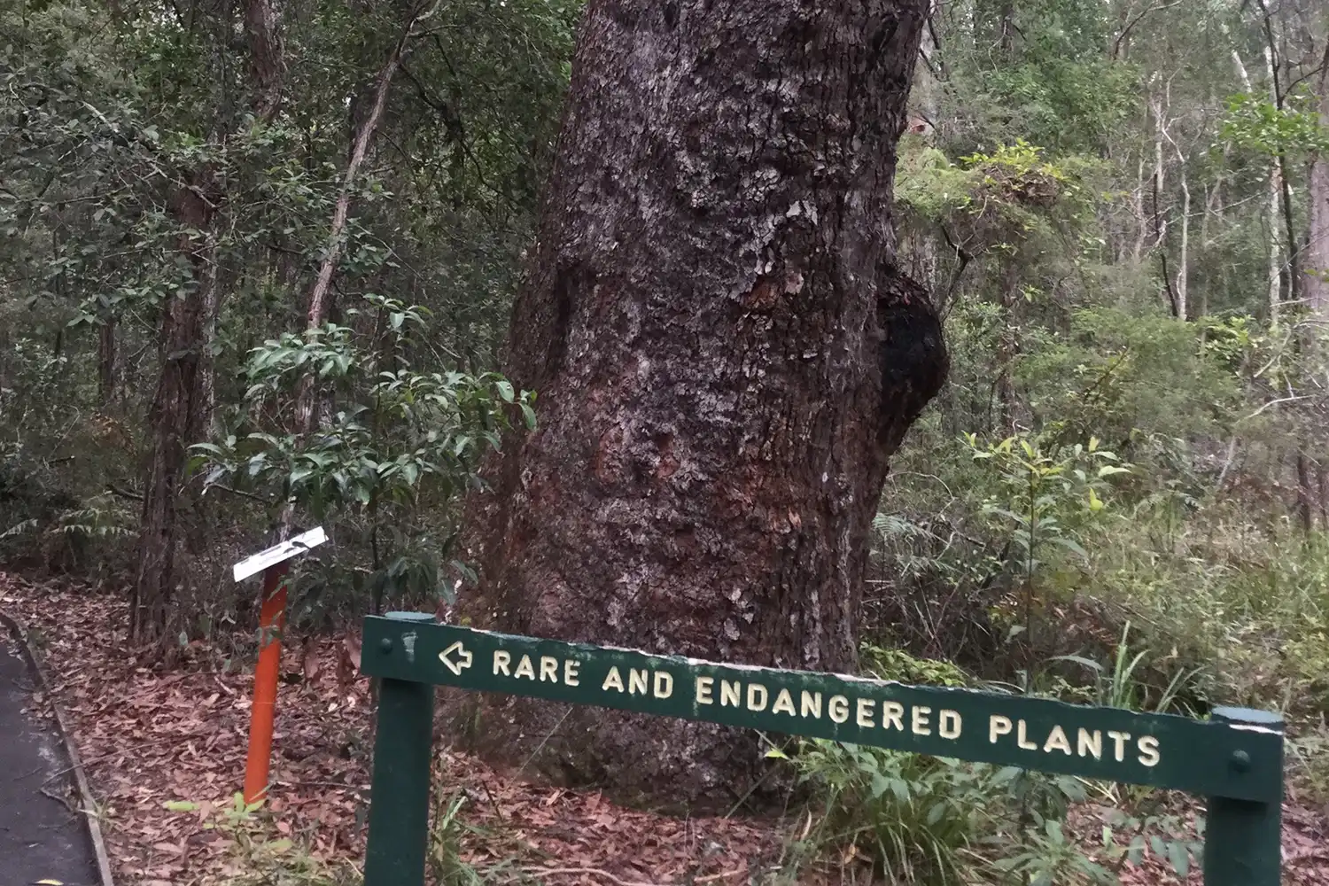 Ecological Surveys & Planning - Threatened plant research
